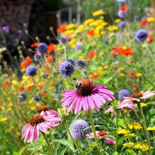 GVSU Sex Ed Week - Flowers and Affirmations